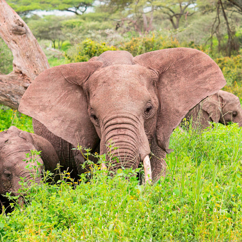 Tanzania WIldlife Safari